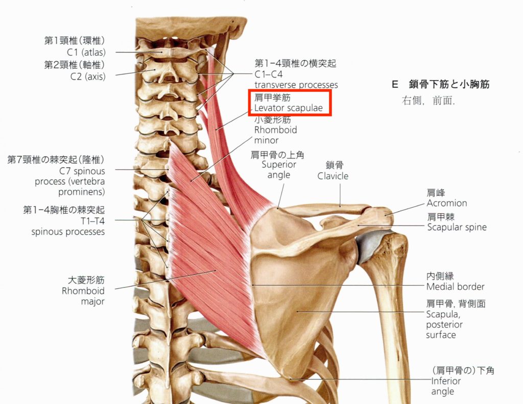 Rhomboid Major and Minor